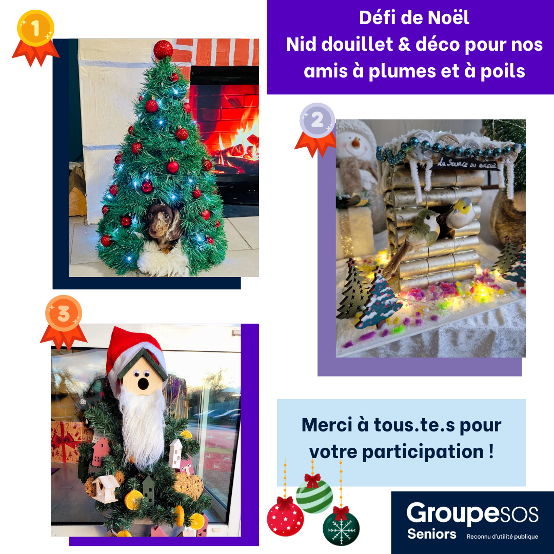 Résultat de notre défi de Noël : Nid douillet et décoration pour nos amis à plumes et à poils !